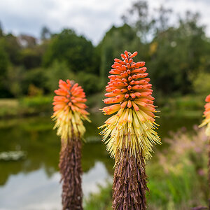 Bergblumen Spätsommer See