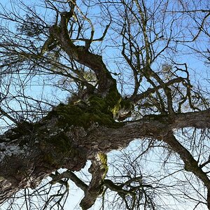 WU7 1116 alter Baum 1000