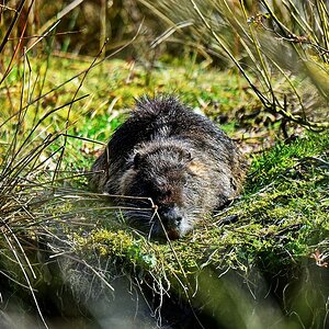 #a.jpg750 4679

Nutria (trächtig?)
