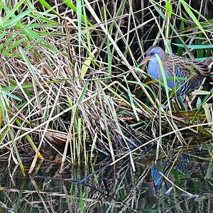 #a.jpg500 6089

Wasserralle