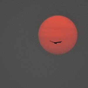 #a.jpg500 6168

Sonnenaufgang in  der Sahara-Sandwolke