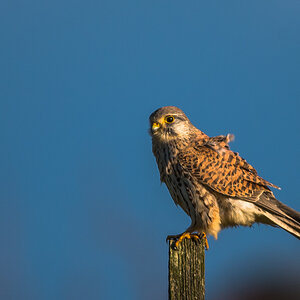 Falke