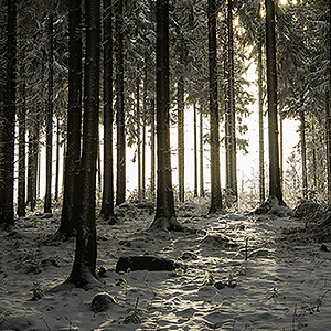 Wald