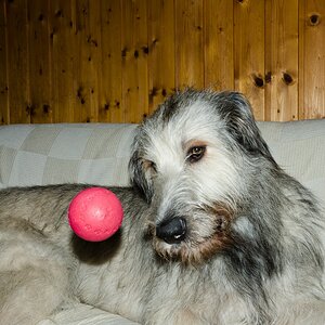 comp  DSC6173