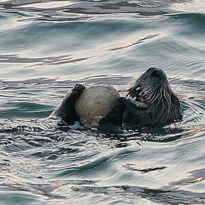 Seeotter