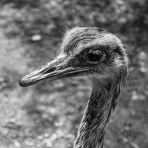 Emu