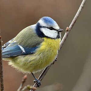 comp JEM 6114

Blaumeise