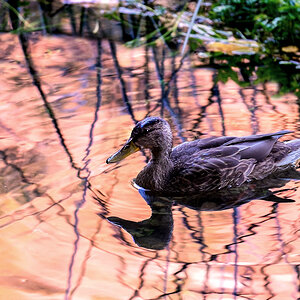 Ente in Rotweinsoße
