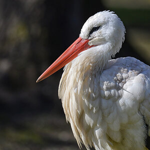storch 1200