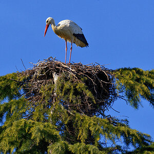 storch nest 1200