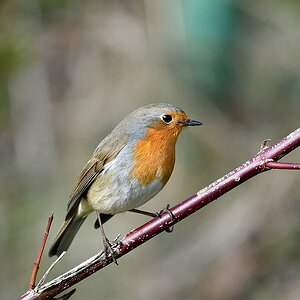 comp JEM 8960