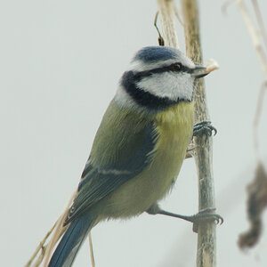 Blaumeise