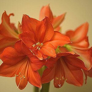 k  DSC3623 Amaryllis in voller Blüte Dezember 2017
