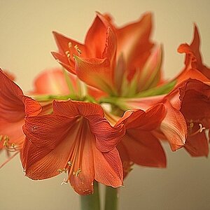k  DSC3621 Amaryllis in voller Blüte Dezember 2017