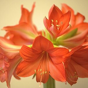 k  DSC3618 Amaryllis in voller Blüte Dezember 2017