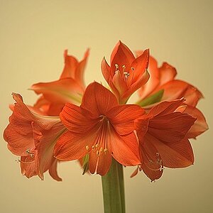 k  DSC3616 Amaryllis in voller Blüte Dezember 2017