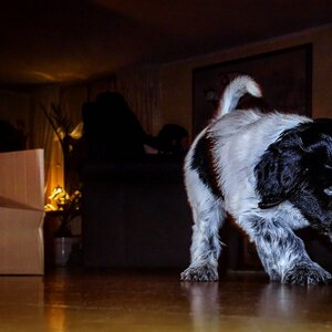 TZ DSC01388 A