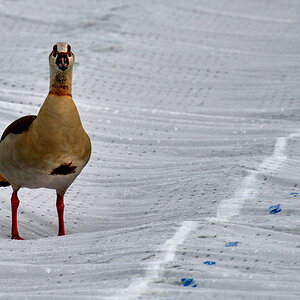 nilgans erbeerfeld