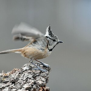 comp JEM 9247

Komm kleiner Vogel Breit deine Flügel aus Flieg in die Welt hinaus.