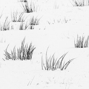 Schneebinsen 3