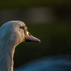 Schwan