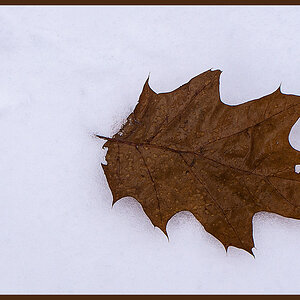 Schneeblatt