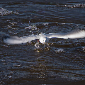 DSC8409 PS w