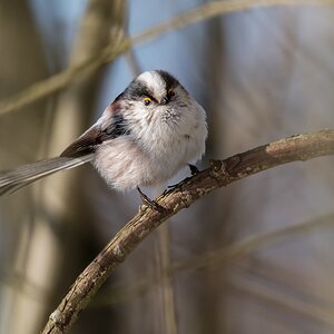 D50 1173 neugierige Schwanzmeise IA 3 2018