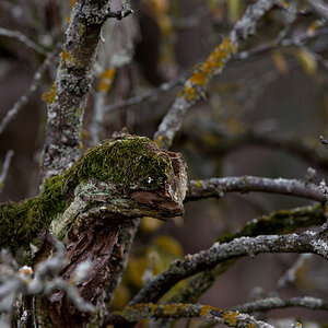 Baum-Alien