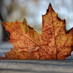 ein blatt 1200