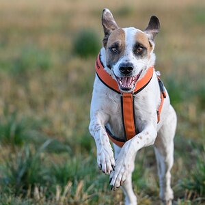 comp  H005508