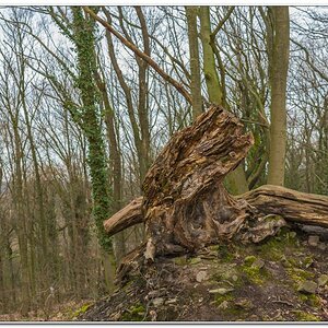 Ruine Dortmund Hohensyburg Holzwurm... (1 von2)