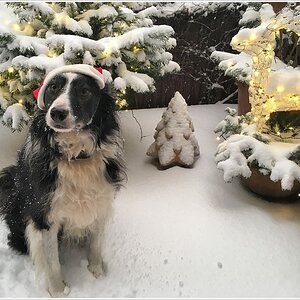 xmas paddy final