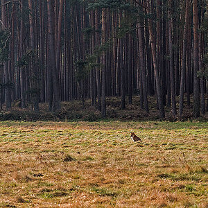Fuchs 1