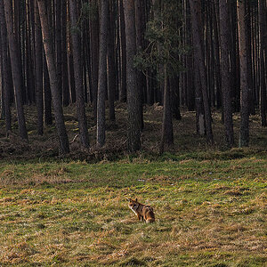 Fuchs 2
