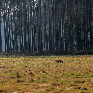 Fuchs 3