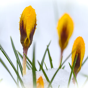 Krokus im Schnee 9583