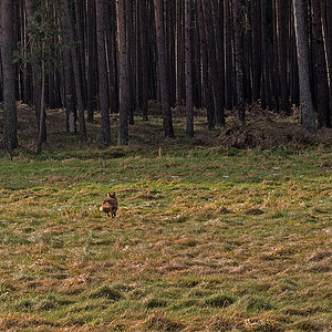 Fuchs 4