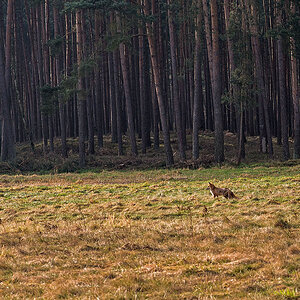 Fuchs 5