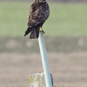 Bussard2 kl