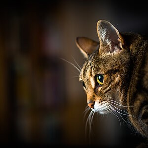 Der Blick