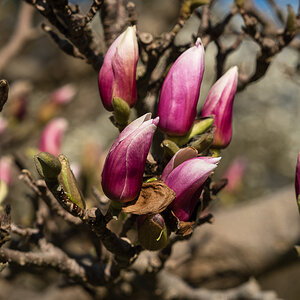 Magnolienknospen