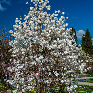 Magnolien voll erblüht