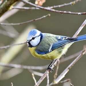 comp JEM 9892

Blaumeise