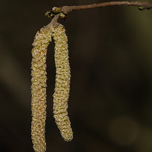 DSF1725Axl