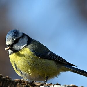 comp JEM 6669

Blaumeise