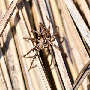 comp JEM 6704

Listspinne von heute