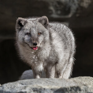 Polarfuchs