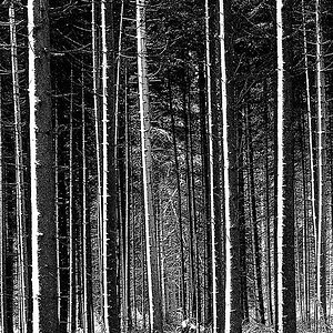 schwann 006 sw hochformatt