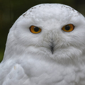 schnee eule 1200